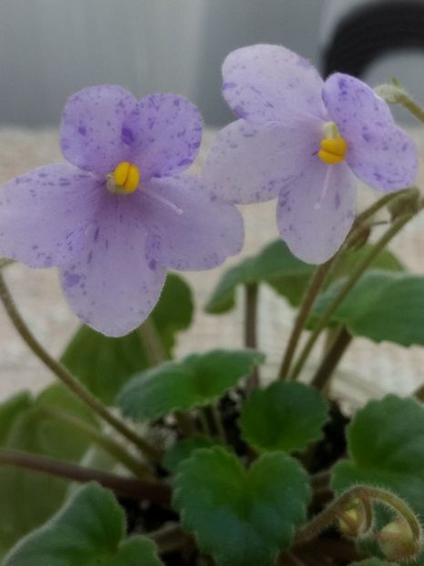 9 feb - Allegro Appalachian Trail