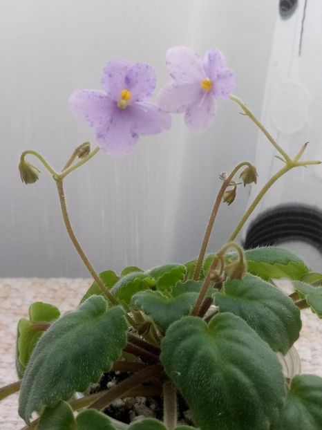 9 feb - Allegro Appalachian Trail