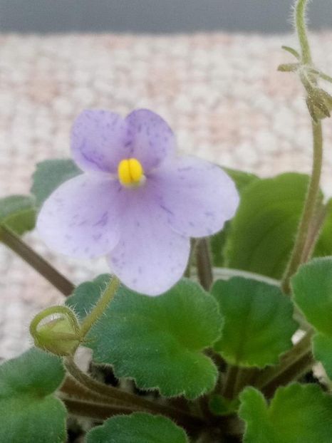 17 feb - Allegro Appalachian Trail