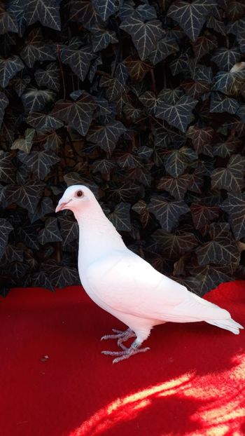  - Sectiunea 1D-Porumbei albi voiajori