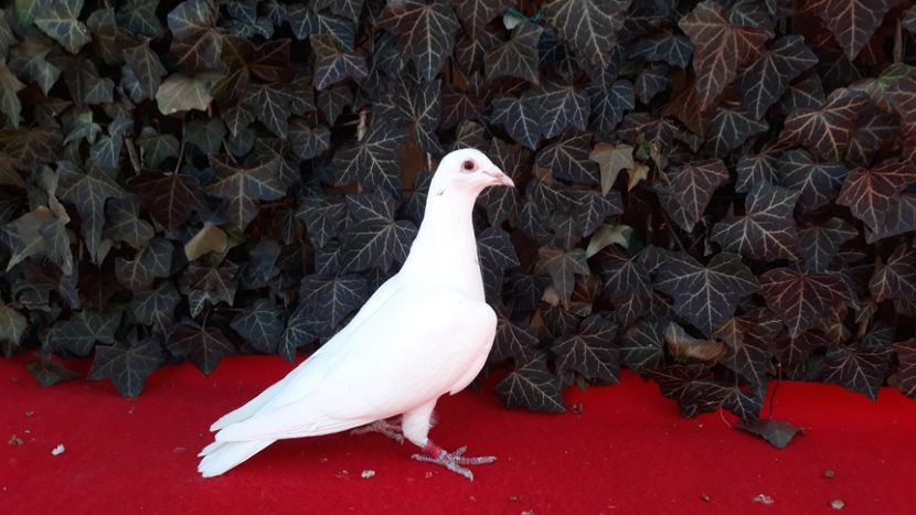  - Sectiunea 1D-Porumbei albi voiajori