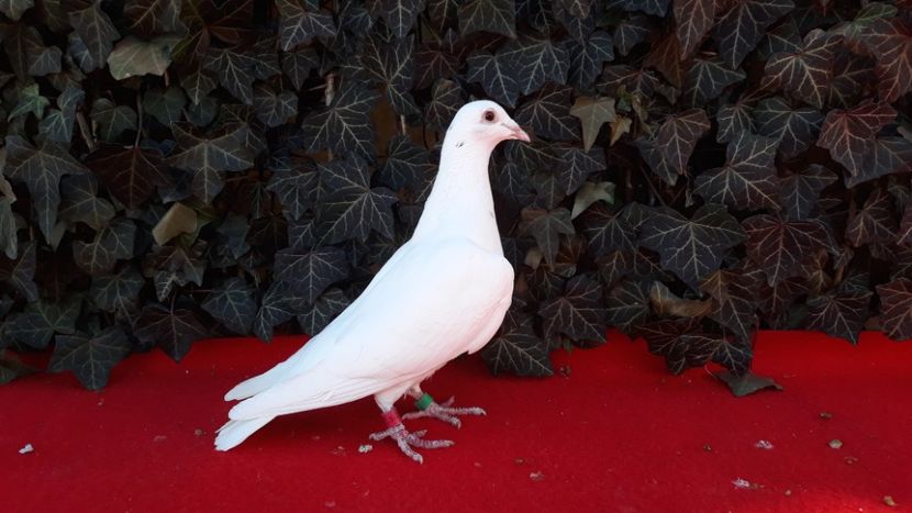  - Sectiunea 1D-Porumbei albi voiajori