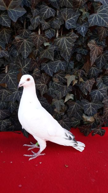  - Sectiunea 1D-Porumbei albi voiajori