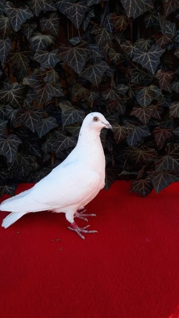  - Sectiunea 1D-Porumbei albi voiajori