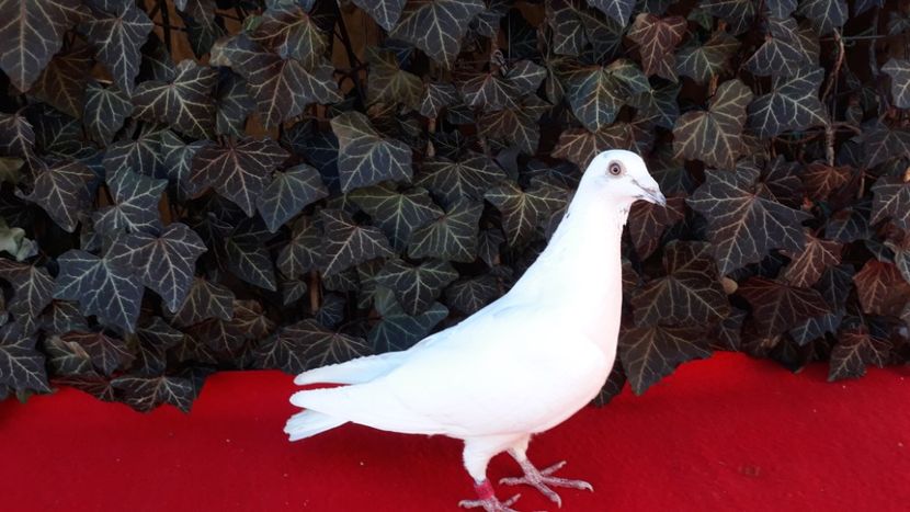  - Sectiunea 1D-Porumbei albi voiajori