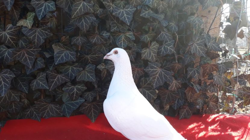  - Sectiunea 1D-Porumbei albi voiajori