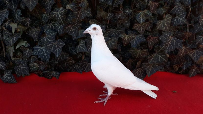  - Sectiunea 1D-Porumbei albi voiajori