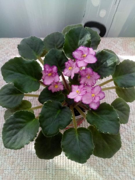 17 feb - ZZ Buckeye Cherry Topping