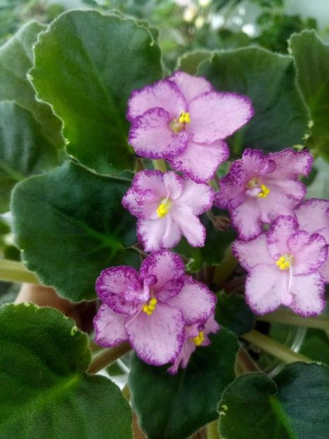 17 feb - ZZ Buckeye Cherry Topping