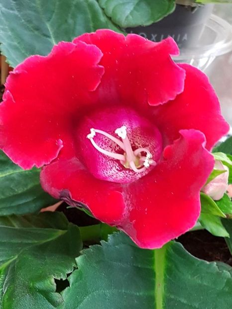 thumbnail (16) - GLOXINIA 2019