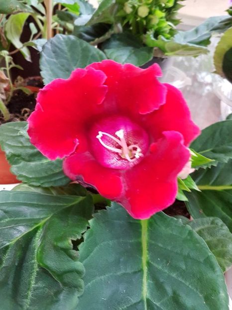 thumbnail (18) - GLOXINIA 2019