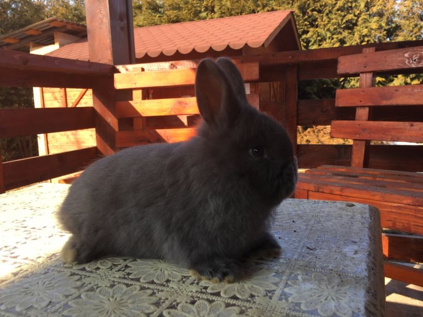 F 5 saptamani - 3 - Cuib 08-01-2019 - 4 pui