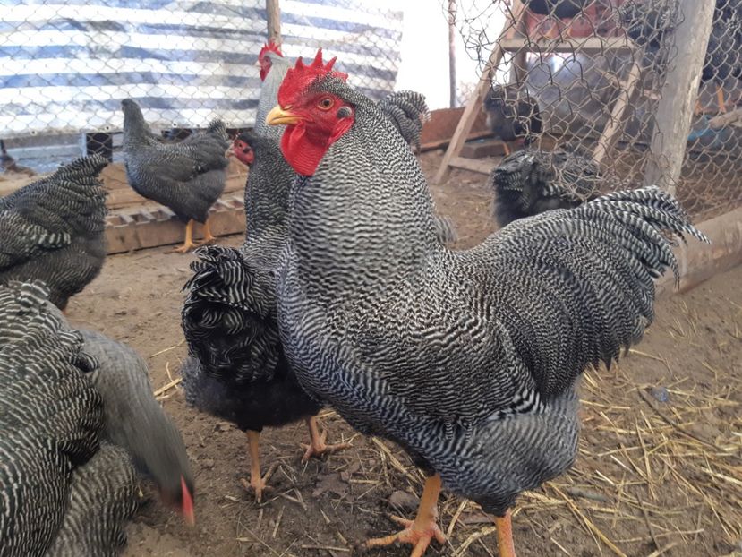  - DE VANZARE OUA DE PLYMOUTH ROCK BARAT