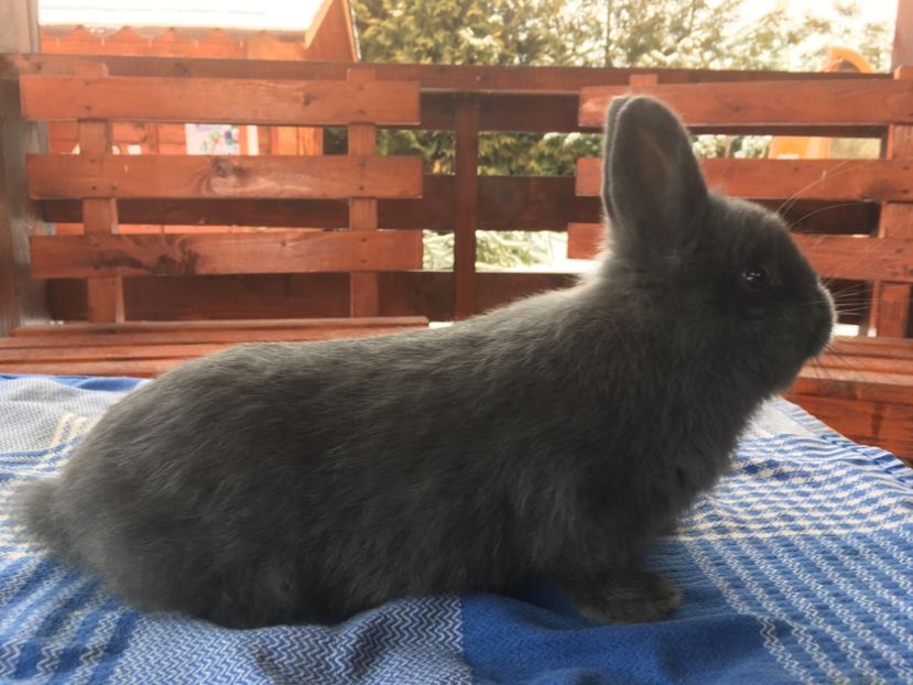 F1A30BF7-F782-4F74-B71E-5796EE3C670B - 3 - Cuib 03-12-2018 8 pui 2M si 6F