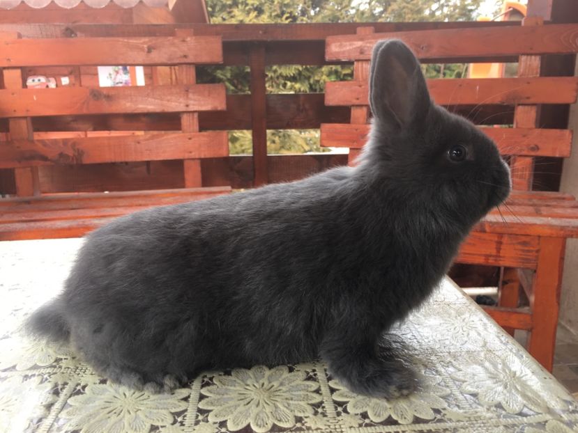 778B973A-2841-4DEE-A99F-906BB87007B8 - 3 - Cuib 03-12-2018 8 pui 2M si 6F