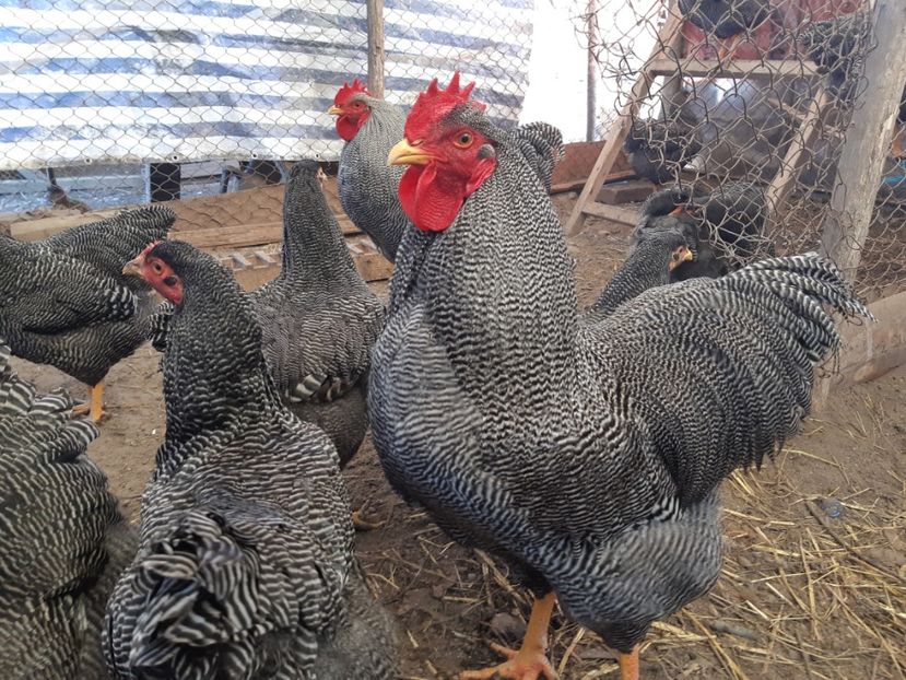  - DE VANZARE OUA DE PLYMOUTH ROCK BARAT