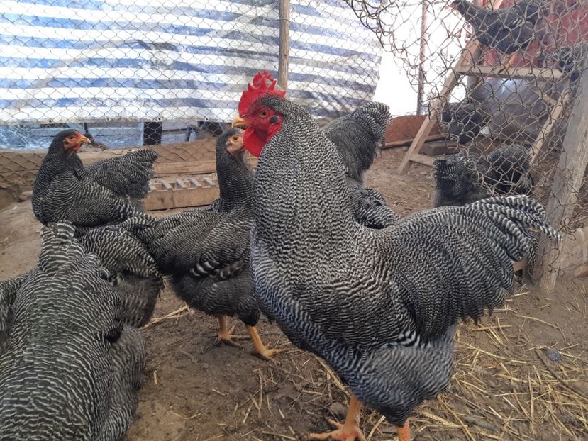  - DE VANZARE OUA DE PLYMOUTH ROCK BARAT