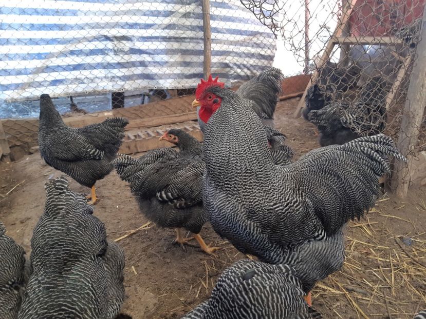  - DE VANZARE OUA DE PLYMOUTH ROCK BARAT