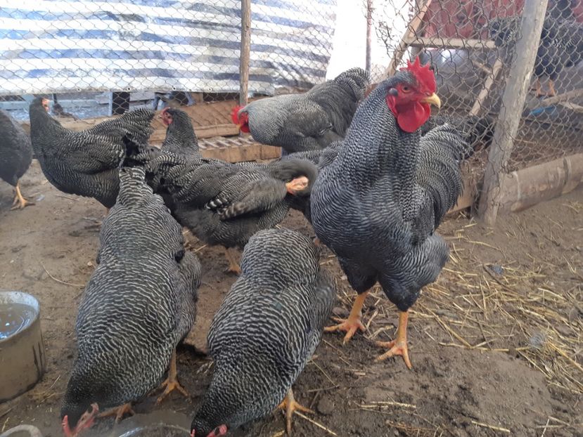  - DE VANZARE OUA DE PLYMOUTH ROCK BARAT