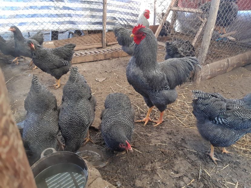  - DE VANZARE OUA DE PLYMOUTH ROCK BARAT