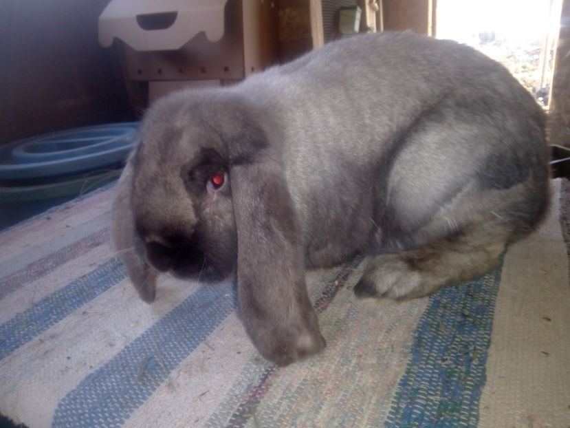  - ARHIVA IEPURI ce am avut câteva exemplare