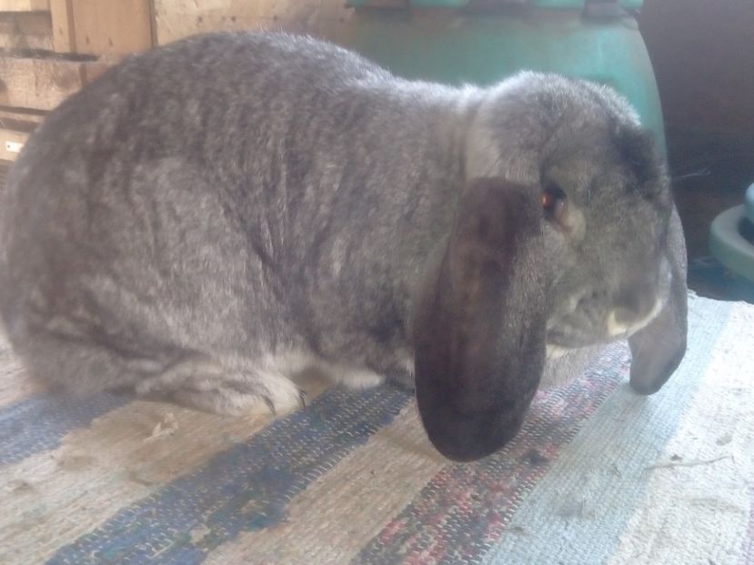  - ARHIVA IEPURI ce am avut câteva exemplare