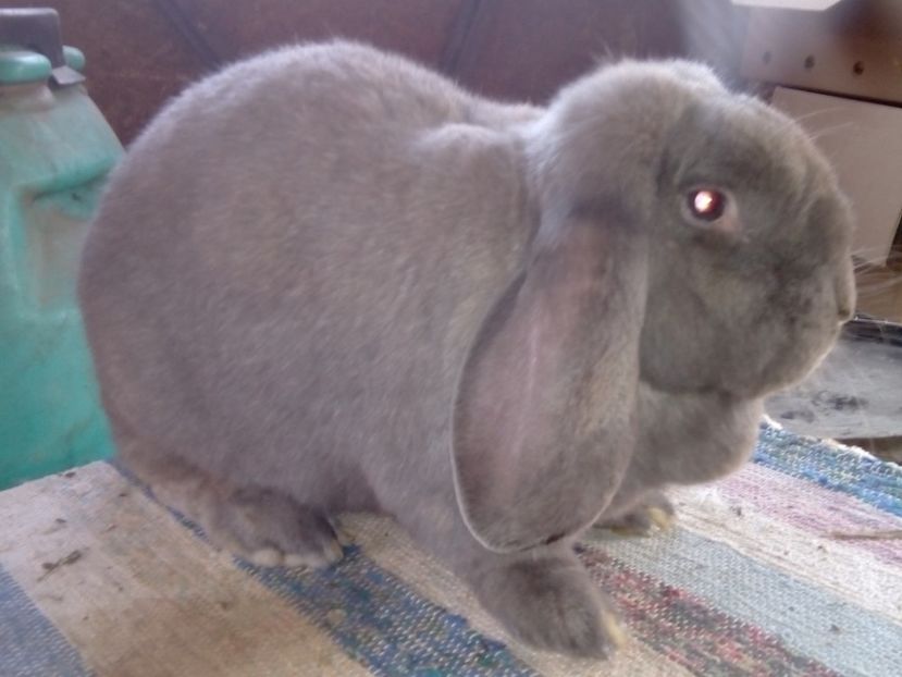  - ARHIVA IEPURI ce am avut câteva exemplare