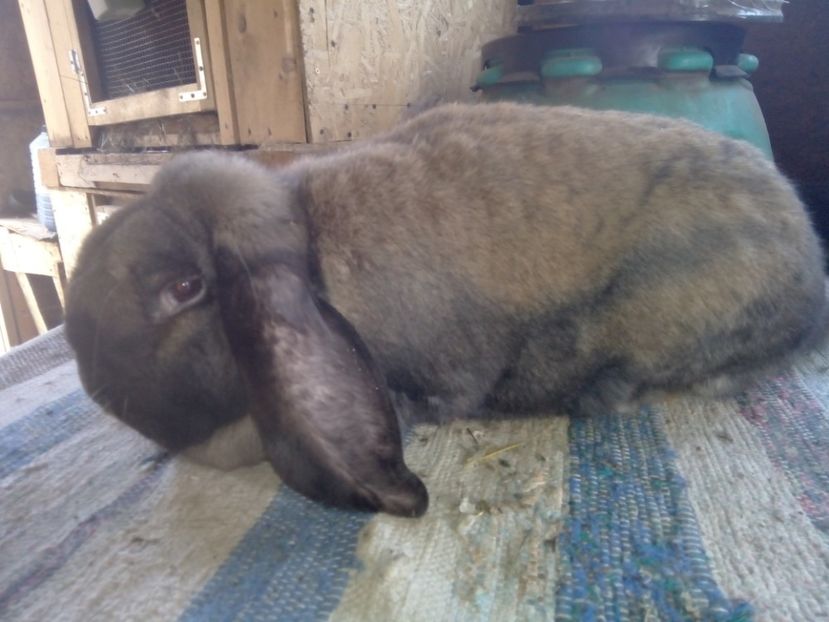  - ARHIVA IEPURI ce am avut câteva exemplare