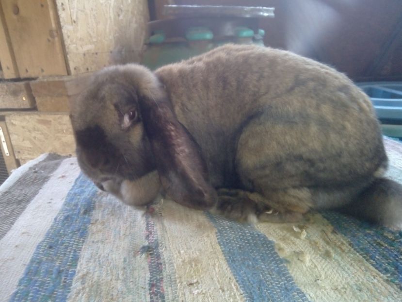  - ARHIVA IEPURI ce am avut câteva exemplare