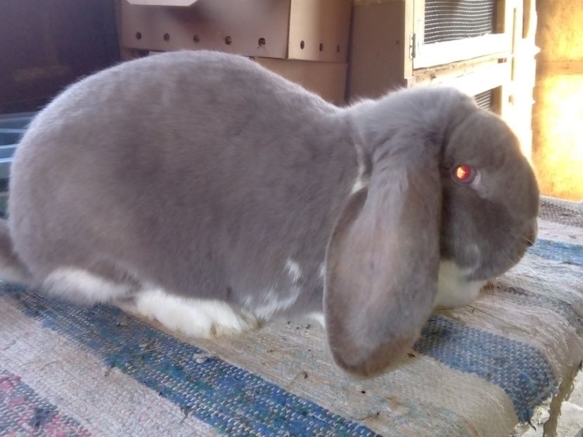  - ARHIVA IEPURI ce am avut câteva exemplare