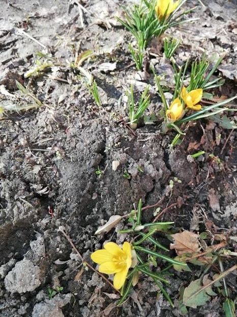  - 0-2019 - De prin curte