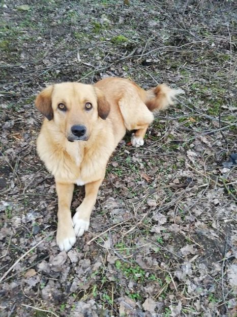  - 0-2019 - De prin curte