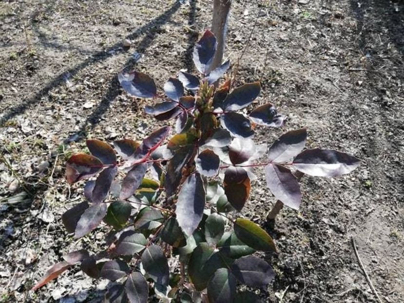  - 0-2019 - De prin curte