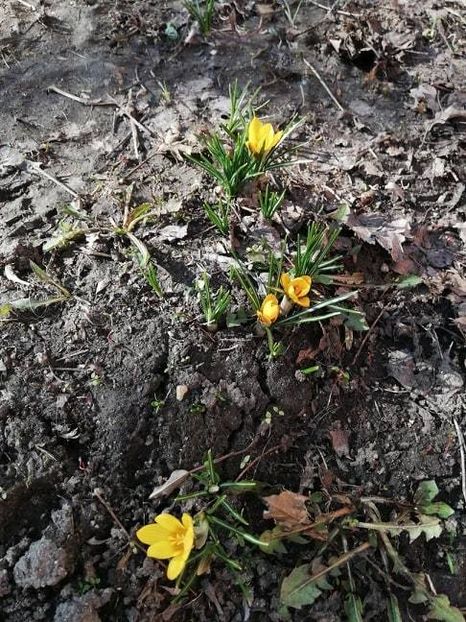  - 0-2019 - De prin curte