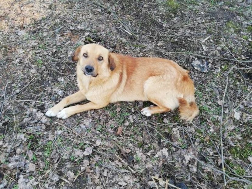  - 0-2019 - De prin curte