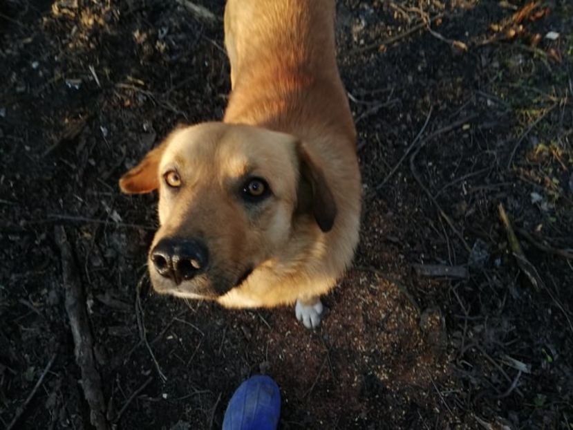  - 0-2019 - De prin curte