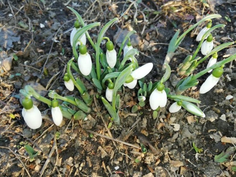  - 0-2019 - De prin curte