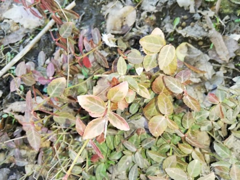  - 0-2019 - De prin curte