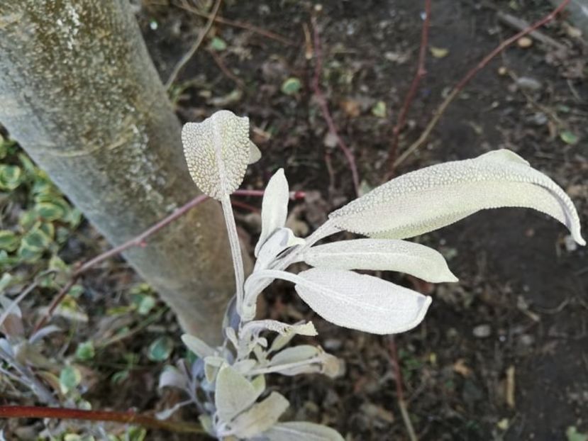  - 0-2019 - De prin curte