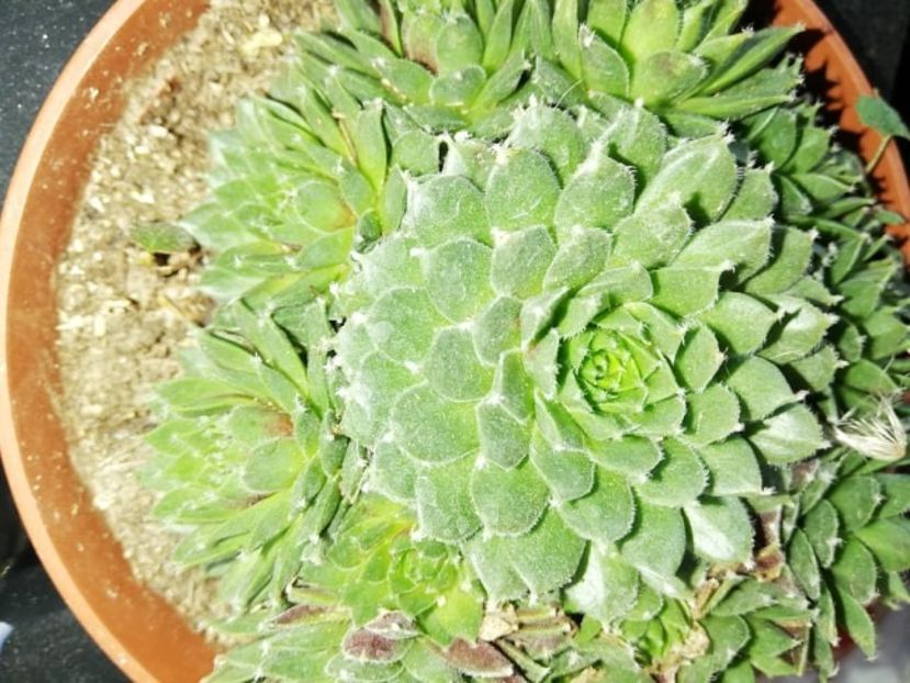  - 0-2019 - De prin curte