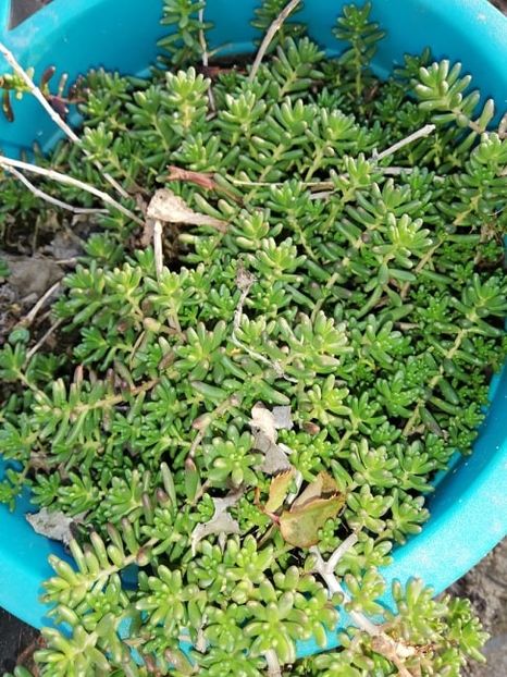  - 0-2019 - De prin curte