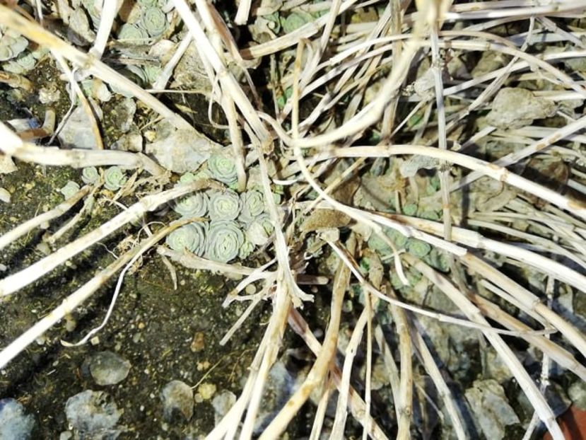  - 0-2019 - De prin curte