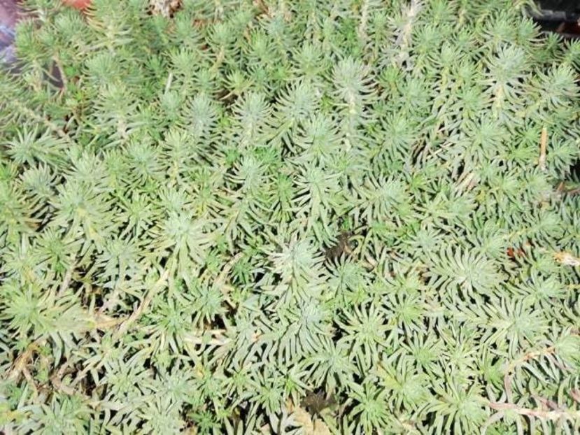  - 0-2019 - De prin curte