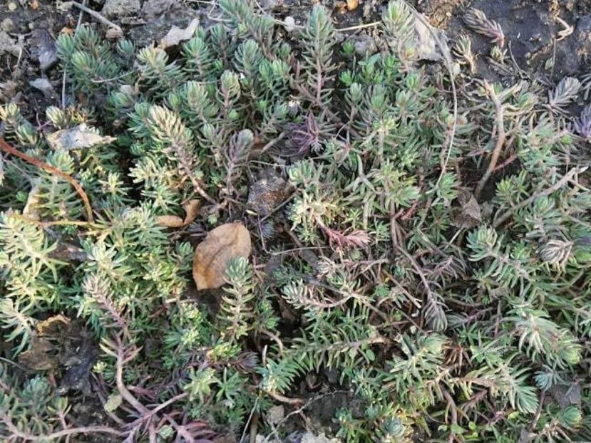  - 0-2019 - De prin curte