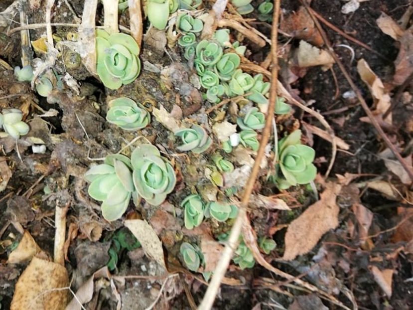  - 0-2019 - De prin curte