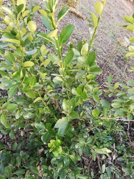  - 0-2019 - De prin curte