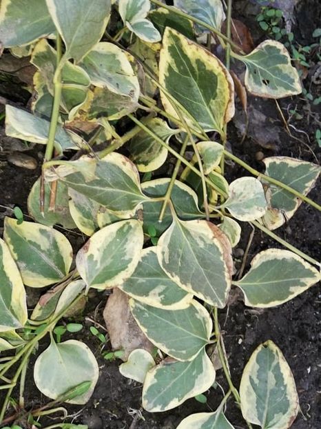  - 0-2019 - De prin curte