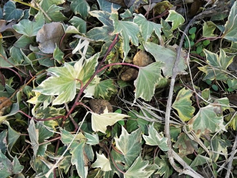  - 0-2019 - De prin curte