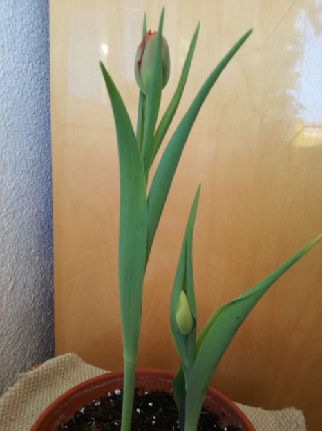 lalele puse la fortat in frigider in septembrie - flori