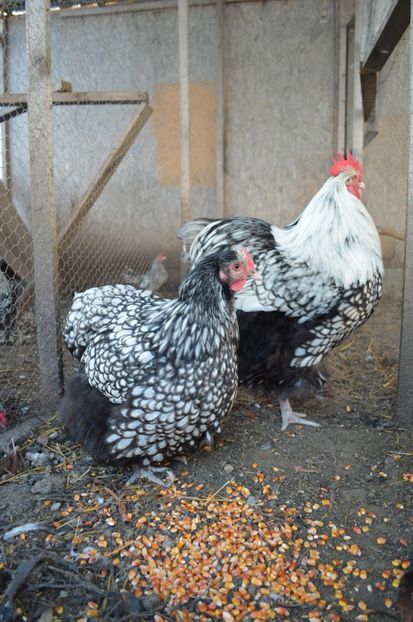  - b Orpington argintiu